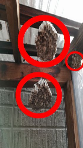 高所蜂の巣画像
